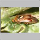 Lygus pratensis - Weichwanze 03.jpg